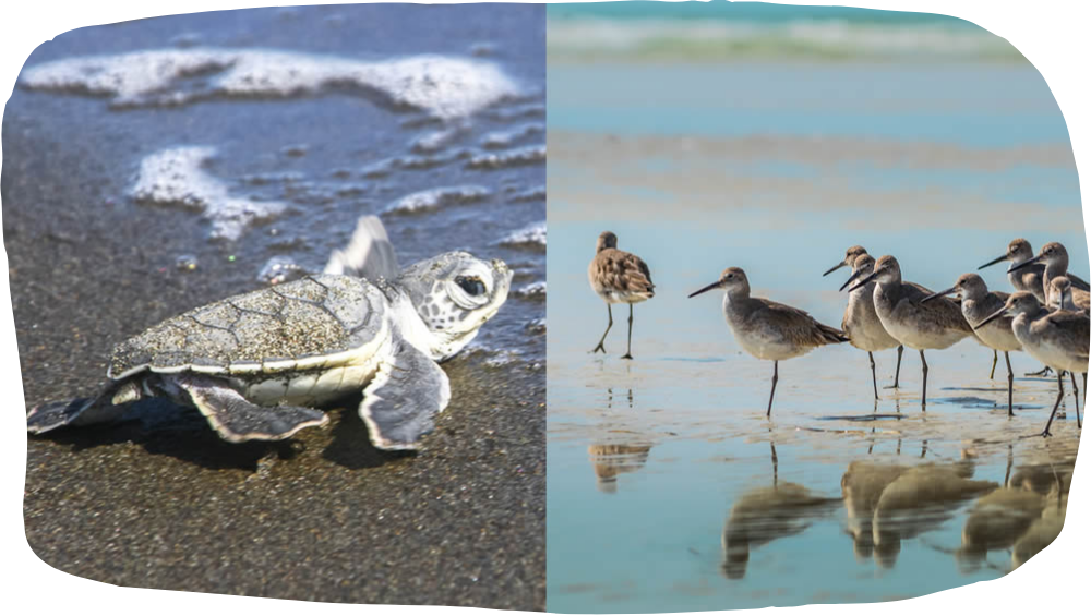 a flock of seagulls standing on a beach