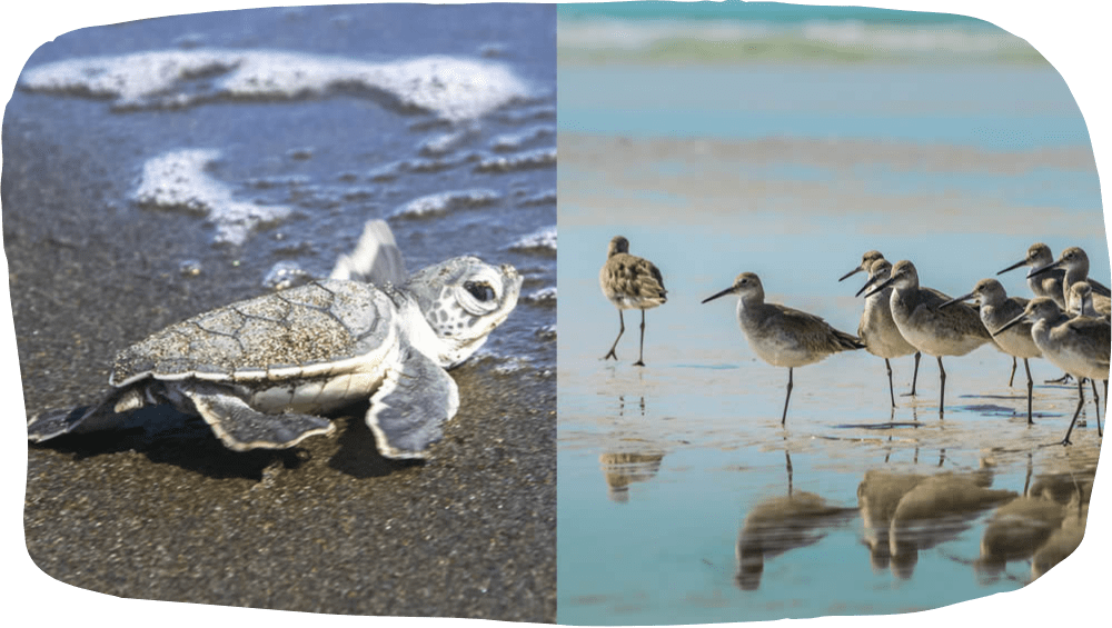 a flock of seagulls standing on a beach a flock of seagulls standing on a beach